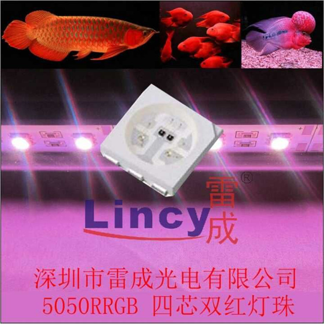5050rrgb灯珠 双红四芯片 led龙鱼灯珠