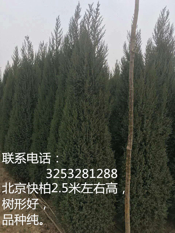 供应优良北京快柏/厂家大量促销快柏树